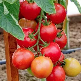 Томат Черри Малиновый земледелец F1