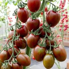 Томат Черри Миднайт F1