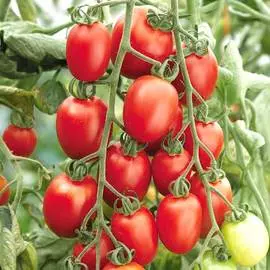 Томат Черри-Оливка