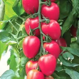 Томат Черри Рио F1