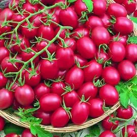 Томат Черри Роза F1