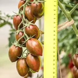 Томат Черри Тайгер F1