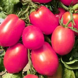 Томат Де Барао розовый