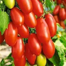 Томат Детские пальчики F1