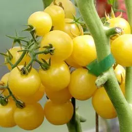 Томат Доктор Кэролин