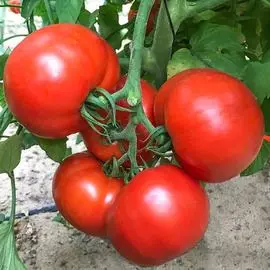 Томат Финалист F1