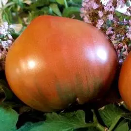 Томат Фиолетовое сердце