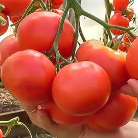 Томат Гордость застолья F1