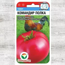 Томат Командир полка