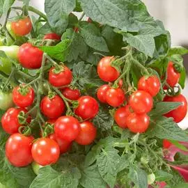 Томат Красная россыпь