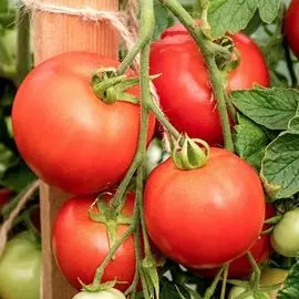 Томат Кристиан F1