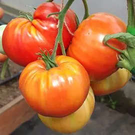 Томат Легенда Коктебеля