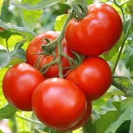 Томат Лирика F1