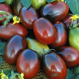 Томат Монисто шоколадное