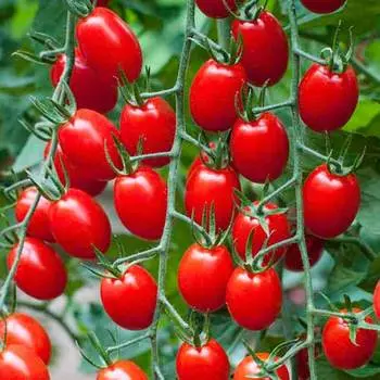 Томат Настя-сластёна F1