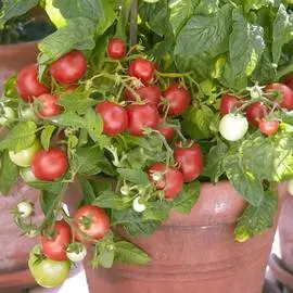 Томат Непас 11 (Непасынкующийся комнатный)