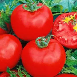 Томат Непас 12 (Непасынкующийся крупный)