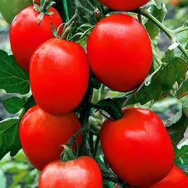 Томат Непас 13 (Непасынкующийся сливовидный)