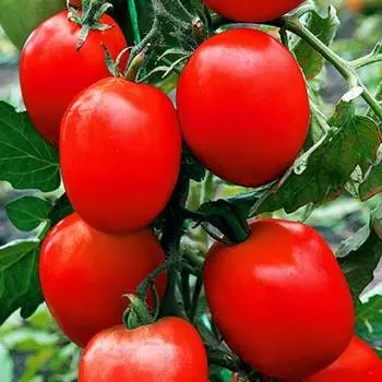 Томат Непас 13 (Непасынкующийся сливовидный) Седек