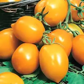 Томат Непас 5 (Непасынкующийся оранжевый с носиком)