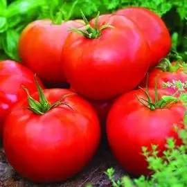 Томат Непасынкующийся