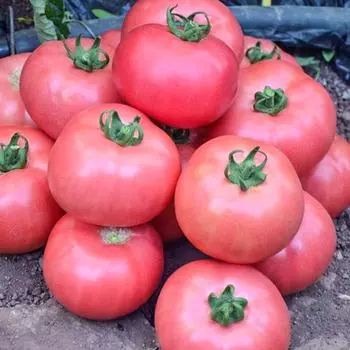 Томат Непасынкующийся малиновый