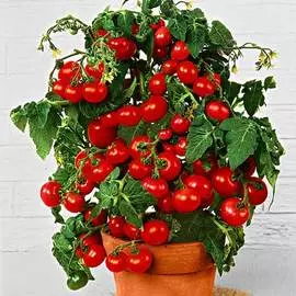Томат Непасынкующийся вишневовидный