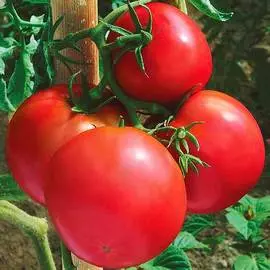 Томат Партнер Семко F1