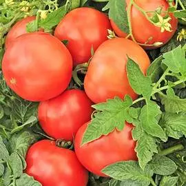 Томат Ранний холодостойкий