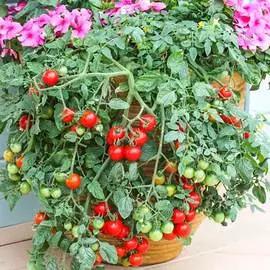 Томат Рябиновые бусы