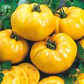 Томат Самохвал