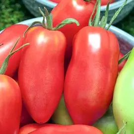 Томат Сибирский гроздевой