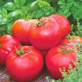 Томат Сибирское яблоко