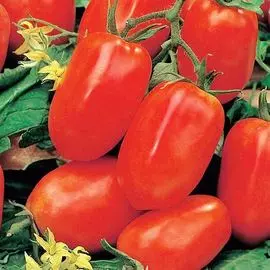 Томат Синдбад F1