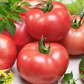 Томат Скворец F1