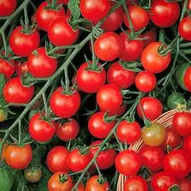 Томат Сладкая гроздь