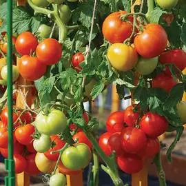 Томат Софа F1