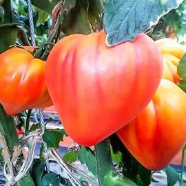 Томат Сокровище инков F1