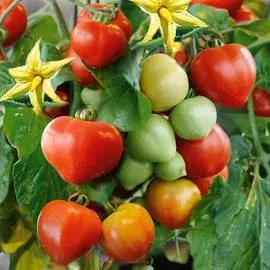 Томат Тореадор F1