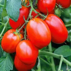 Томат Валентина