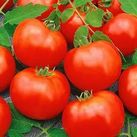 Томат Верность F1