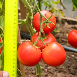 Томат Верочка F1