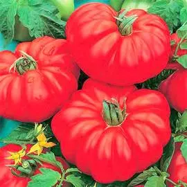 Томат Веселый сосед