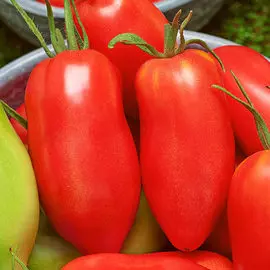 Томат Викуся F1