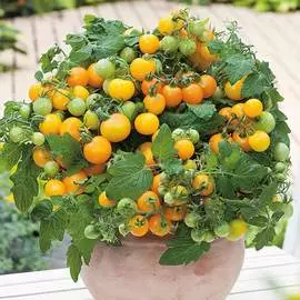 Томат Желтая шапочка