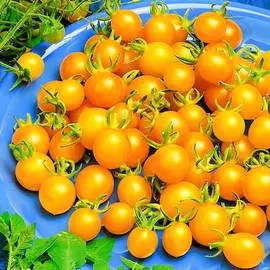 Томат Жемчужина желтая