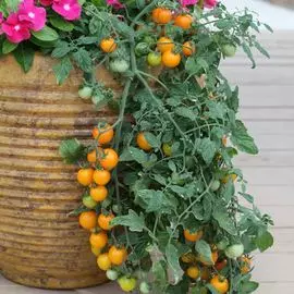 Томат Золотая гроздь