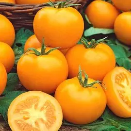 Томат Золотой Орфей