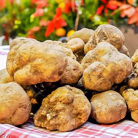 Георгина Тэйбл Данс