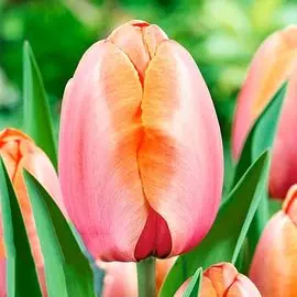 Тюльпан Априкот Импрешн